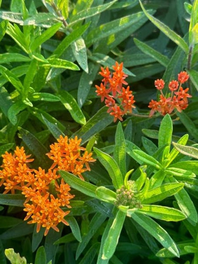 Asclepias tuberosa Gay Butterflies Milk Weed Butterfly Weed Image Credit: Millgrove Perennials