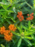 Asclepias tuberosa Gay Butterflies Milk Weed Butterfly Weed Image Credit: Millgrove Perennials