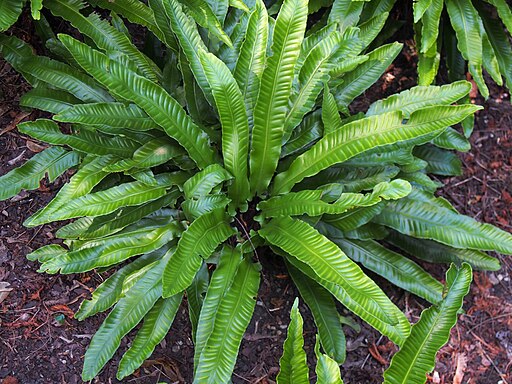 Asplenium scolopendrium Hart's Tongue Fern Image Credit: Agnieszka Kwiecień, Nova, CC BY-SA 4.0 <https://creativecommons.org/licenses/by-sa/4.0>, via Wikimedia Commons