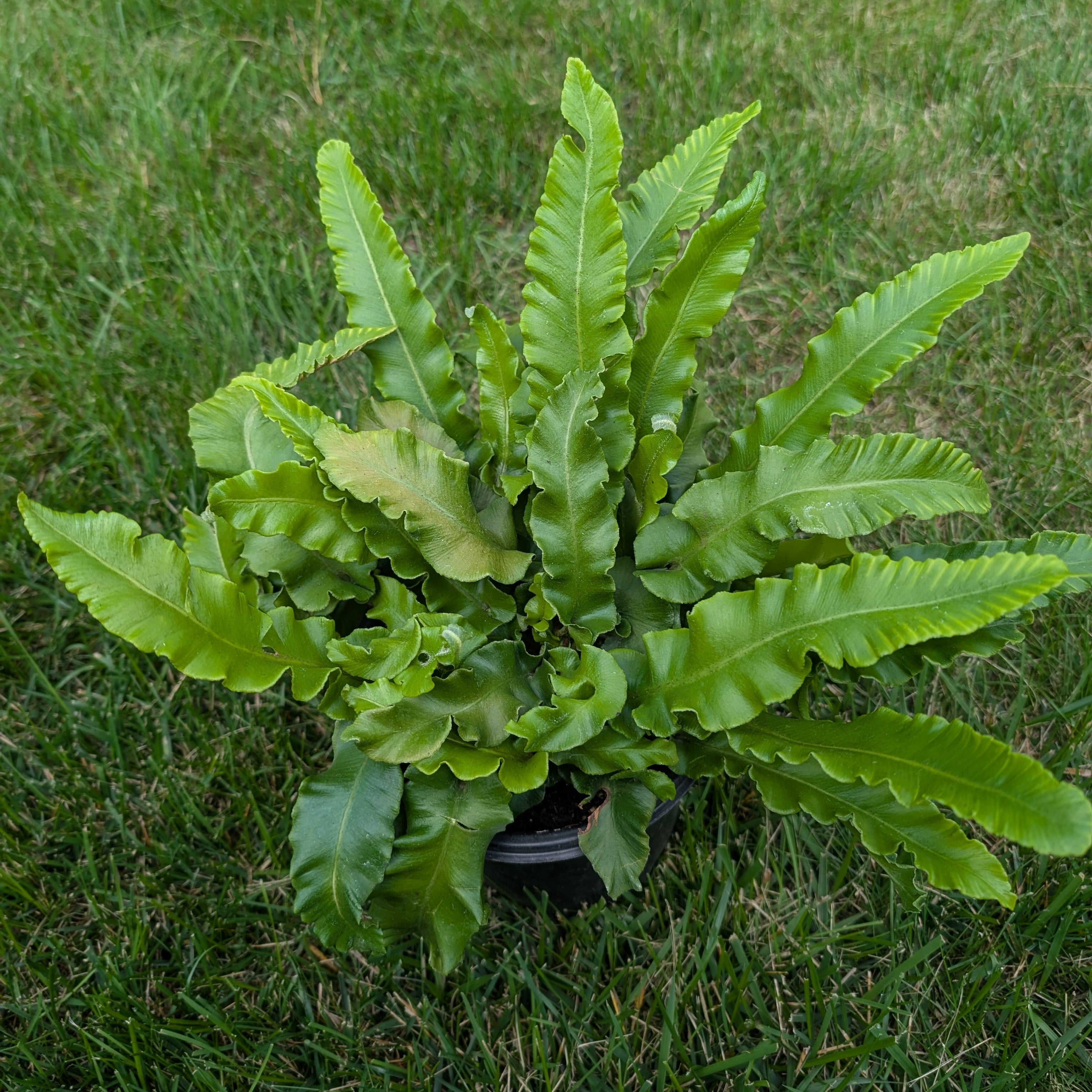 Asplenium scolopendrium Harts Tongue Fern Image Credit: Chaz Morenz 20250905
