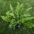 Asplenium scolopendrium Harts Tongue Fern Image Credit: Chaz Morenz 20250905