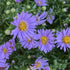 Aster dumosus Wood's Purple New York Aster Image Credit: Chaz Morenz 20240918