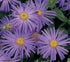 Aster frikartii Monch Michaelmas Daisy Image Credit: Ball Horticulture