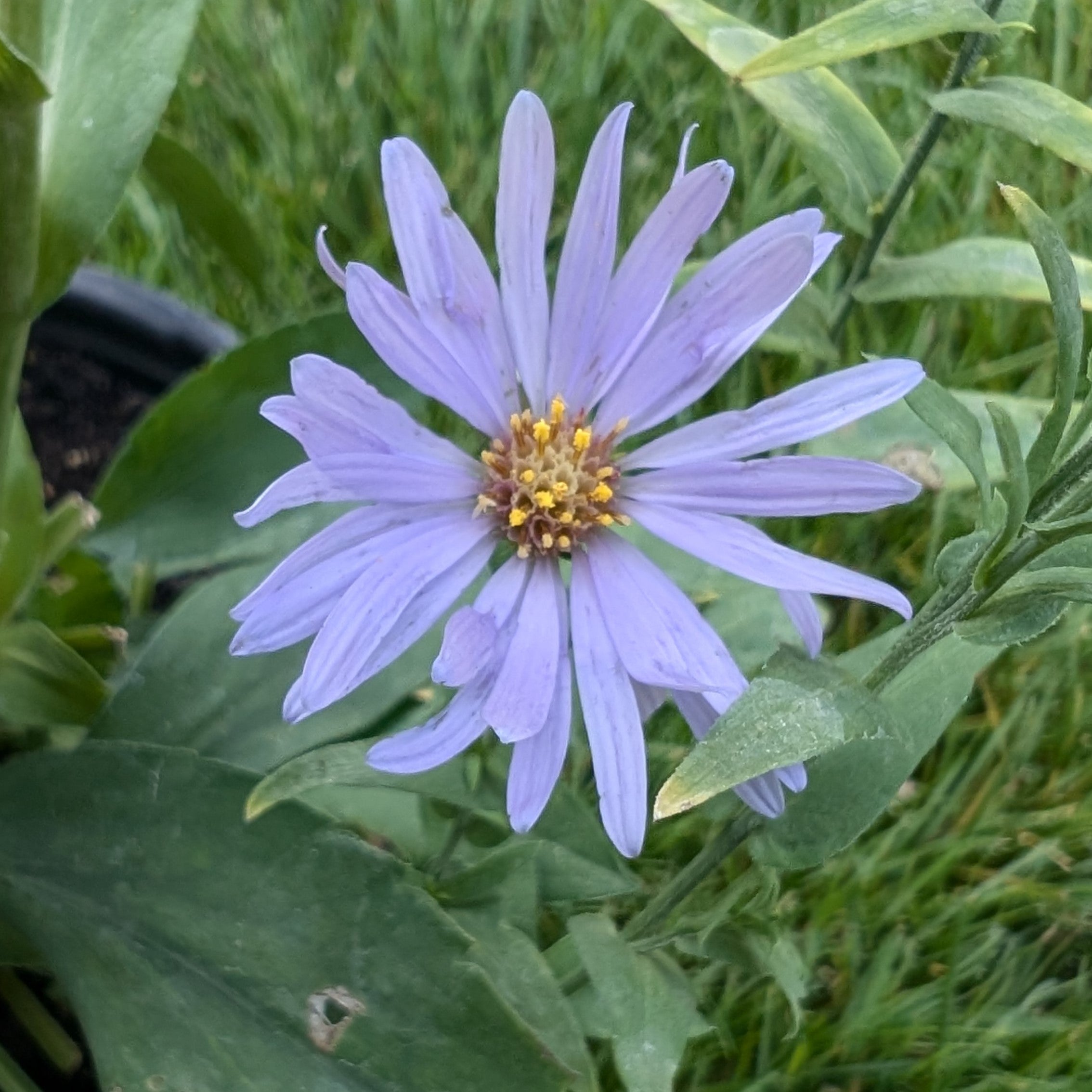 Aster laevis Smooth Aster Image Credit: Chaz Morenz 20240911