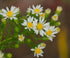 Aster ericoides White Heath Aster Image Credit: Joshua Mayer from Madison, WI, USA, CC BY-SA 2.0 <https://creativecommons.org/licenses/by-sa/2.0>, via Wikimedia Commons