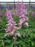 Astilbe Amethyst False Spirea Image Credit: Millgrove Perennials