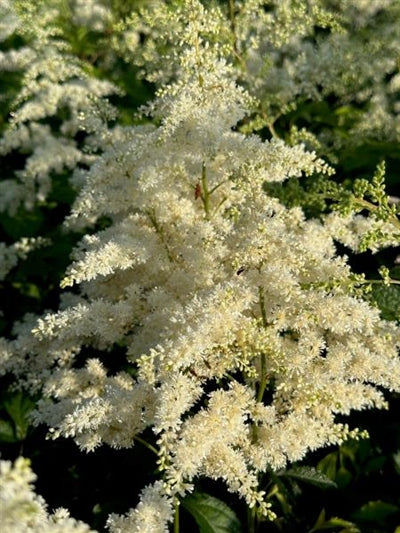 Astilbe Bridal Veil False Spirea Image Credit: Millgrove Perennials