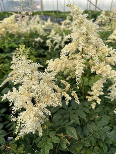 Astilbe Bridal Veil False Spirea Image Credit: Millgrove Perennials