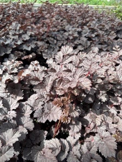 Astilbe Dark Side of the Moon PW False Spirea Image Credit: Millgrove Perennials