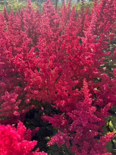 Astilbe Fanal False Spirea Image Credit: Millgrove Perennials