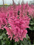 Astilbe Little Visions in Pink False Spirea Image Credit: Millgrove Perennials