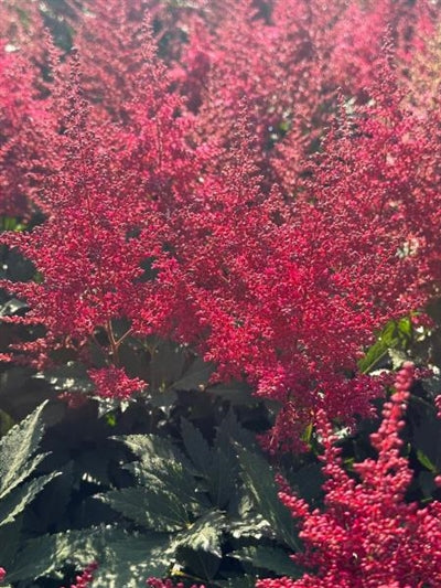 Astilbe Montgomery False Spirea Image Credit: Millgrove Perennials