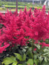 Astilbe Montgomery False Spirea Image Credit: Millgrove Perennials