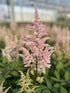 Astilbe Peach Blossom False Spirea Image Credit: Millgrove Perennials