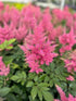 Astilbe Rheinland False Spirea Image Credit: Millgrove Perennials