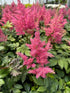 Astilbe Rheinland False Spirea Image Credit: Millgrove Perennials