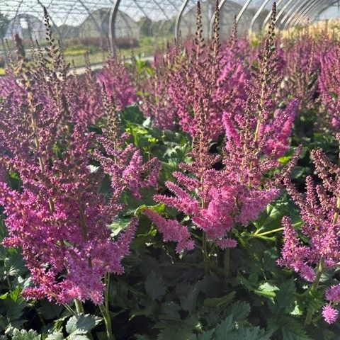 Astilbe Visions False Spirea Image Credit: Millgrove Perennials