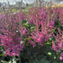 Astilbe Visions False Spirea Image Credit: Millgrove Perennials