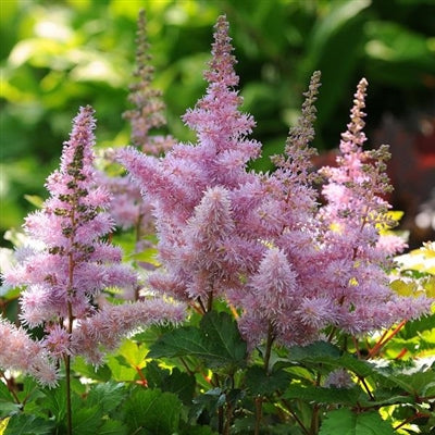 Astilbe chinensis Heart and Soul False Spirea Image Credit: Ball Horticulture