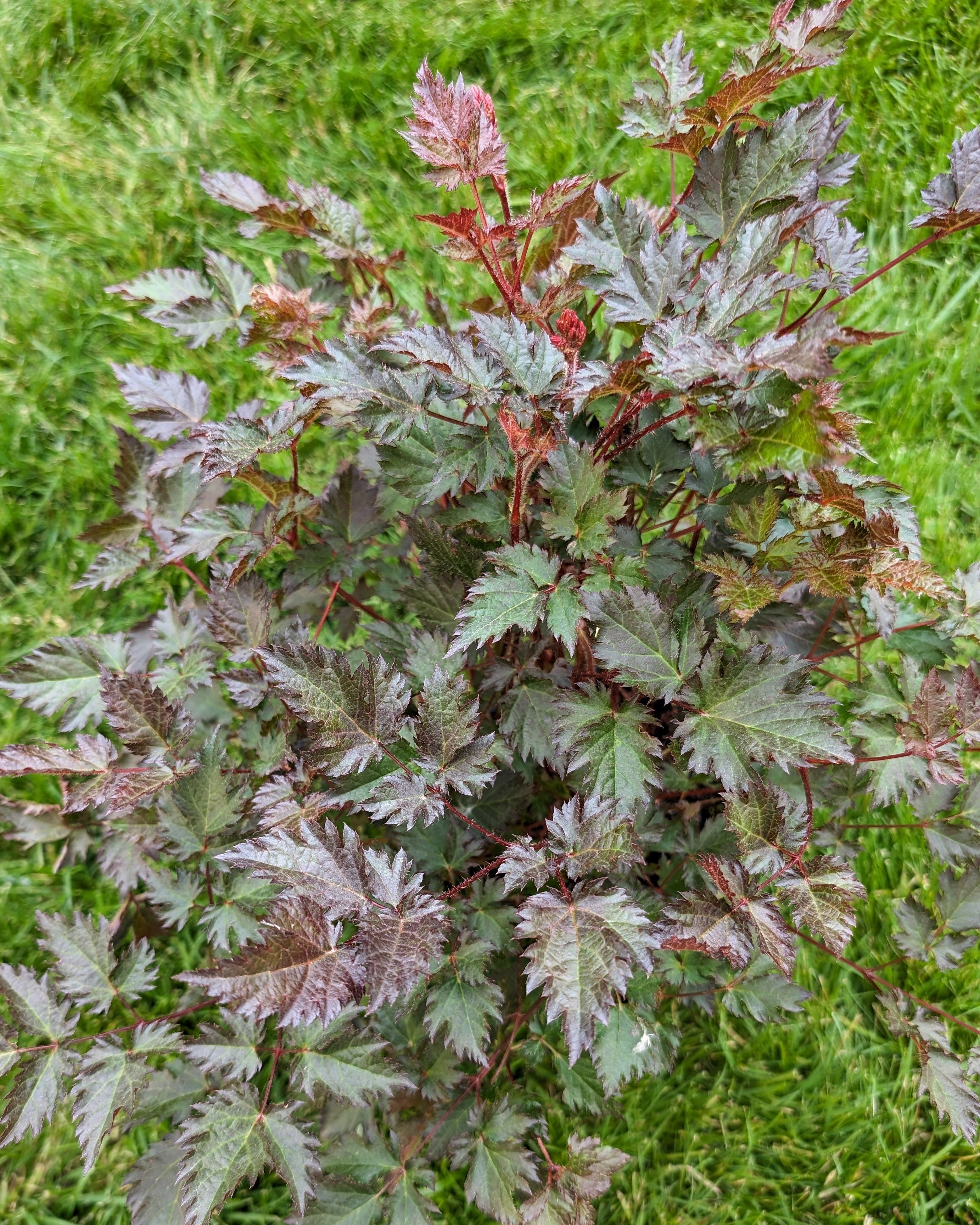 Astilbe hybrid Delft Lace False Spirea Image Credit: Chaz Morenz 20240618