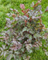 Astilbe hybrid Delft Lace False Spirea Image Credit: Chaz Morenz 20240618