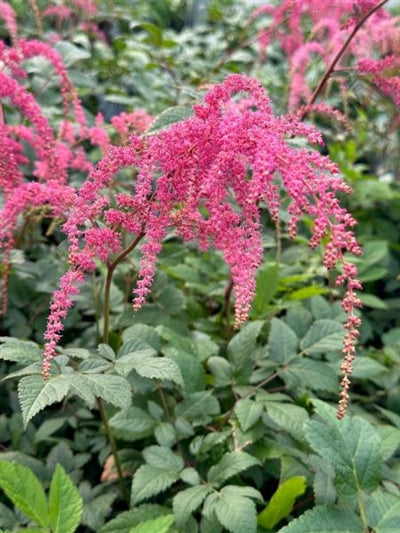 Astilbe thunbergii Ostrich Plume False Spirea Image Credit: Millgrove Perennials