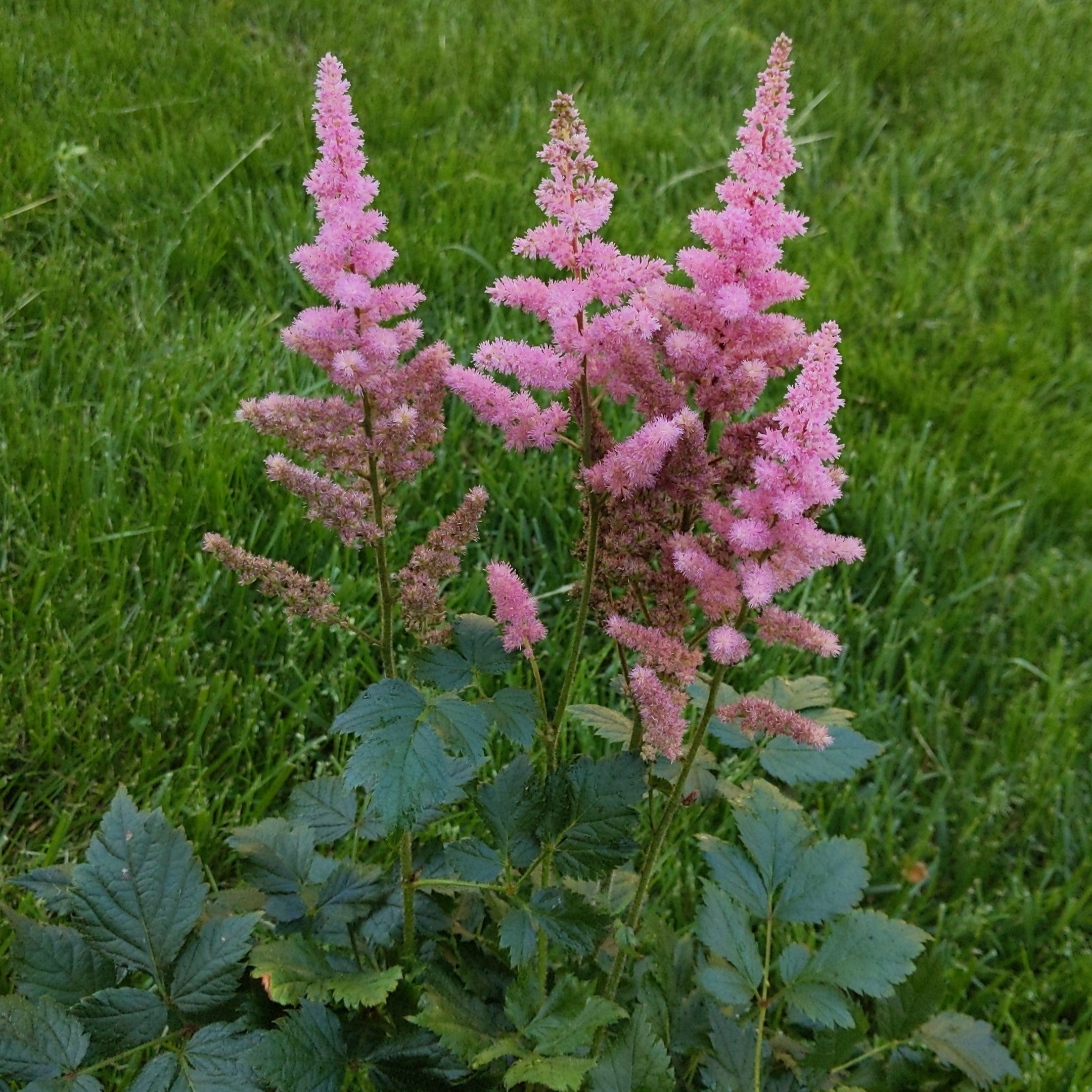 Astilbe chinensis Visions in Pink False Spirea Image Credit: Chaz Morenz 20240522