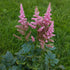 Astilbe chinensis Visions in Pink False Spirea Image Credit: Chaz Morenz 20240522