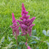 Astilbe chinensis Visions in Red False Spirea Image Credit: Chaz Morenz 20240522