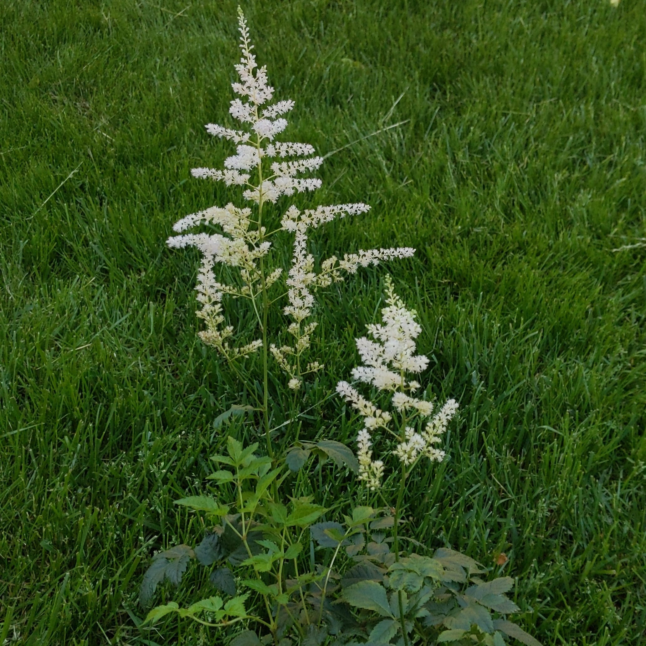 Astilbe x arendsii Bridal Veil False Spirea Image Credit: Chaz Morenz 20240522