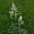 Astilbe x arendsii Bridal Veil False Spirea Image Credit: Chaz Morenz 20240522