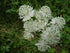 Astrantia Sparkle Stars White Masterwort image credit: Ball Horticulture