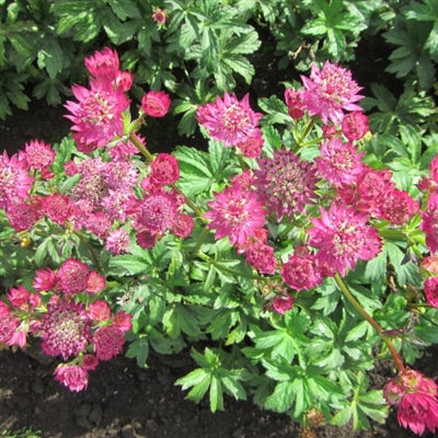 Astrantia major Star of Beauty Masterwort image credit: Ball Horticulture