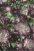 Astrantia major Star of Fire Masterwort image credit: Ball Horticulture