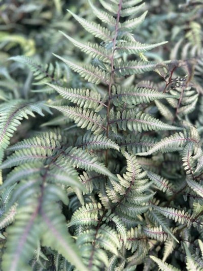Painted Fern, Japanese - Ghost