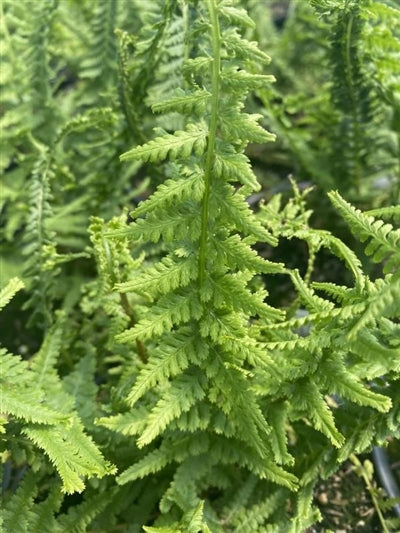 Athyrium filix-femina Victorian Lady Fern Image Credit: Millgrove Perennials