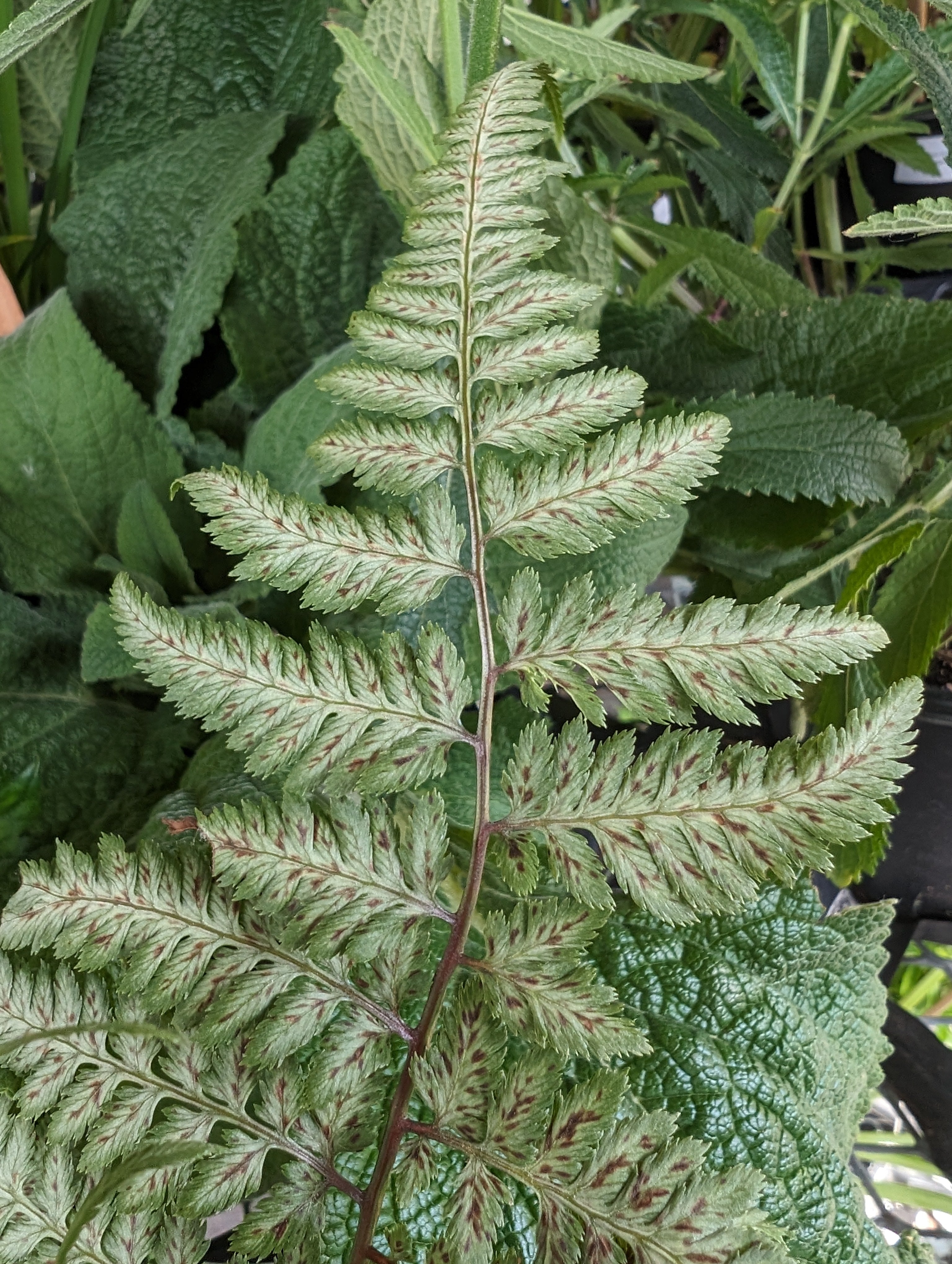 Athyrium nipponicum Japanese Painted Fern Image Credit: Chaz Morenz 20240618