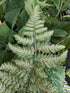 Athyrium nipponicum Japanese Painted Fern Image Credit: Chaz Morenz 20240618