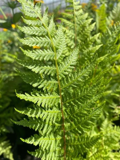 Athyrium filix-femina Lady in Red Fern Image Credit: Millgrove Perennials