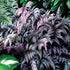 Athyrium niponicum pictum Burgundy Lace Japanese Painted Fern Image Credit: Terra Nova  Nursery