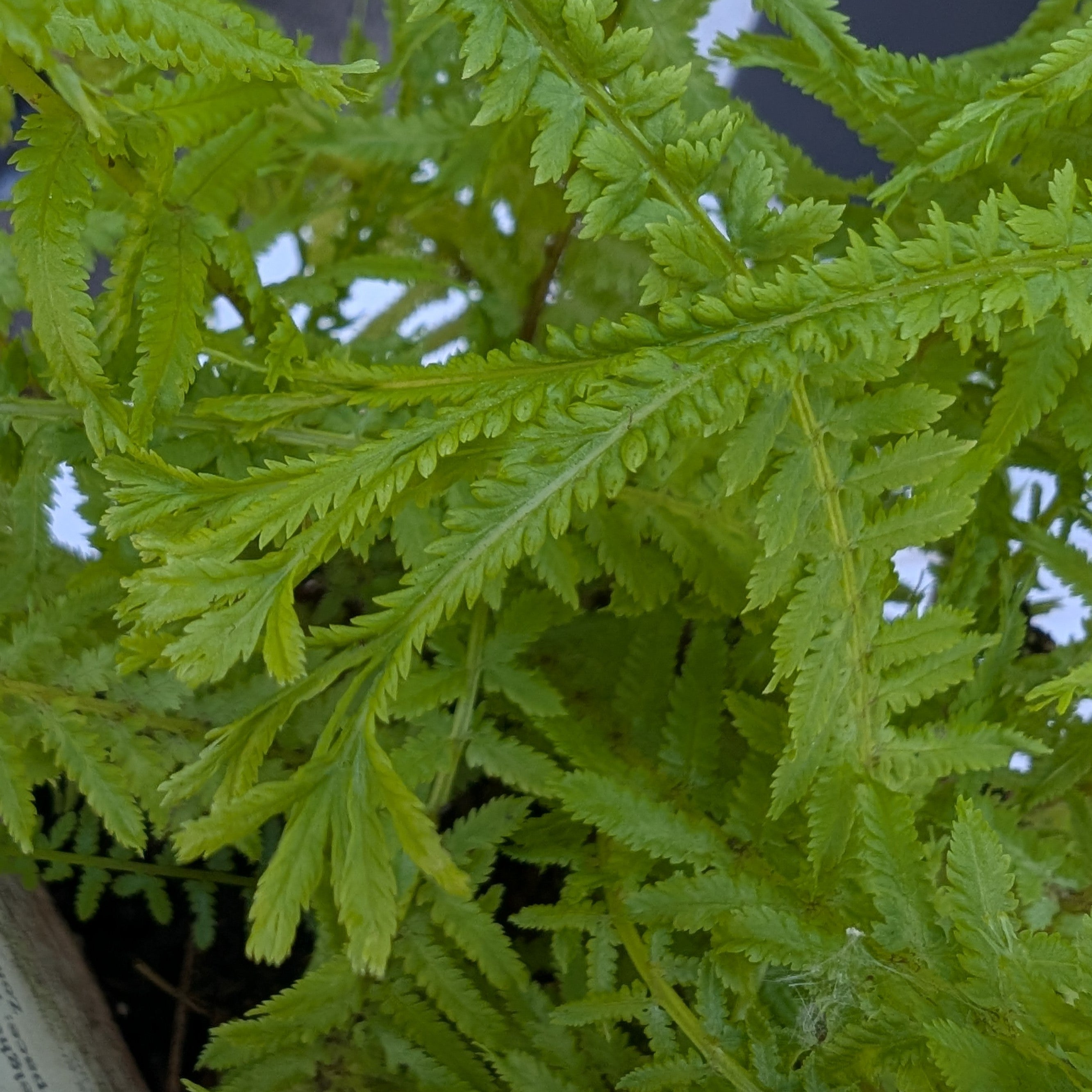 Athyrium filix-femina Victorian Lady Fern Image Credit: Chaz Morenz 20260512