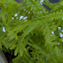 Athyrium filix-femina Victorian Lady Fern Image Credit: Chaz Morenz 20260512