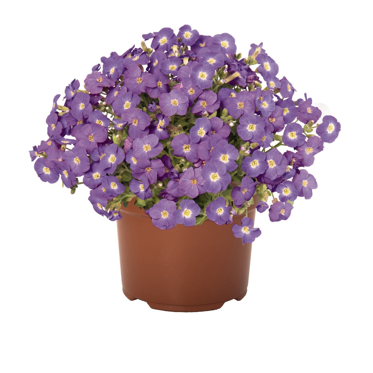 Aubrieta gracilis Rock On Blue Rock Cress Image Credit: Ball Horticulture