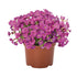 Aubrieta gracilis Rock on Pink Rock Cress image credit: Ball Horticulture