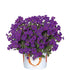 Aubrieta gracilis Rock on Purple Rock Cress image credit: Ball Horticulture