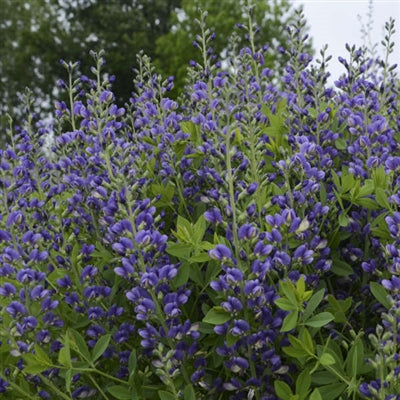 Baptisia Blueberry Sundae Blue Wild Indigo image credit: Walters Gardens