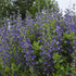 Baptisia Blueberry Sundae Blue Wild Indigo image credit: Walters Gardens