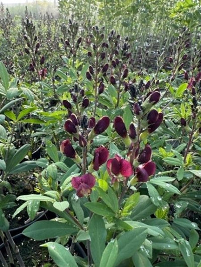 Baptisia Burgundy Blast Blue Wild Indigo Image Credit: Millgrove Perennials