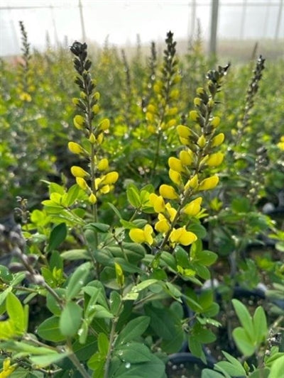 Baptisia Lemon Meringue PW Blue Wild Indigo Image Credit: Millgrove Perennials