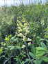 Baptisia Vanilla Cream PW Blue Wild Indigo Image Credit: Millgrove Perennials